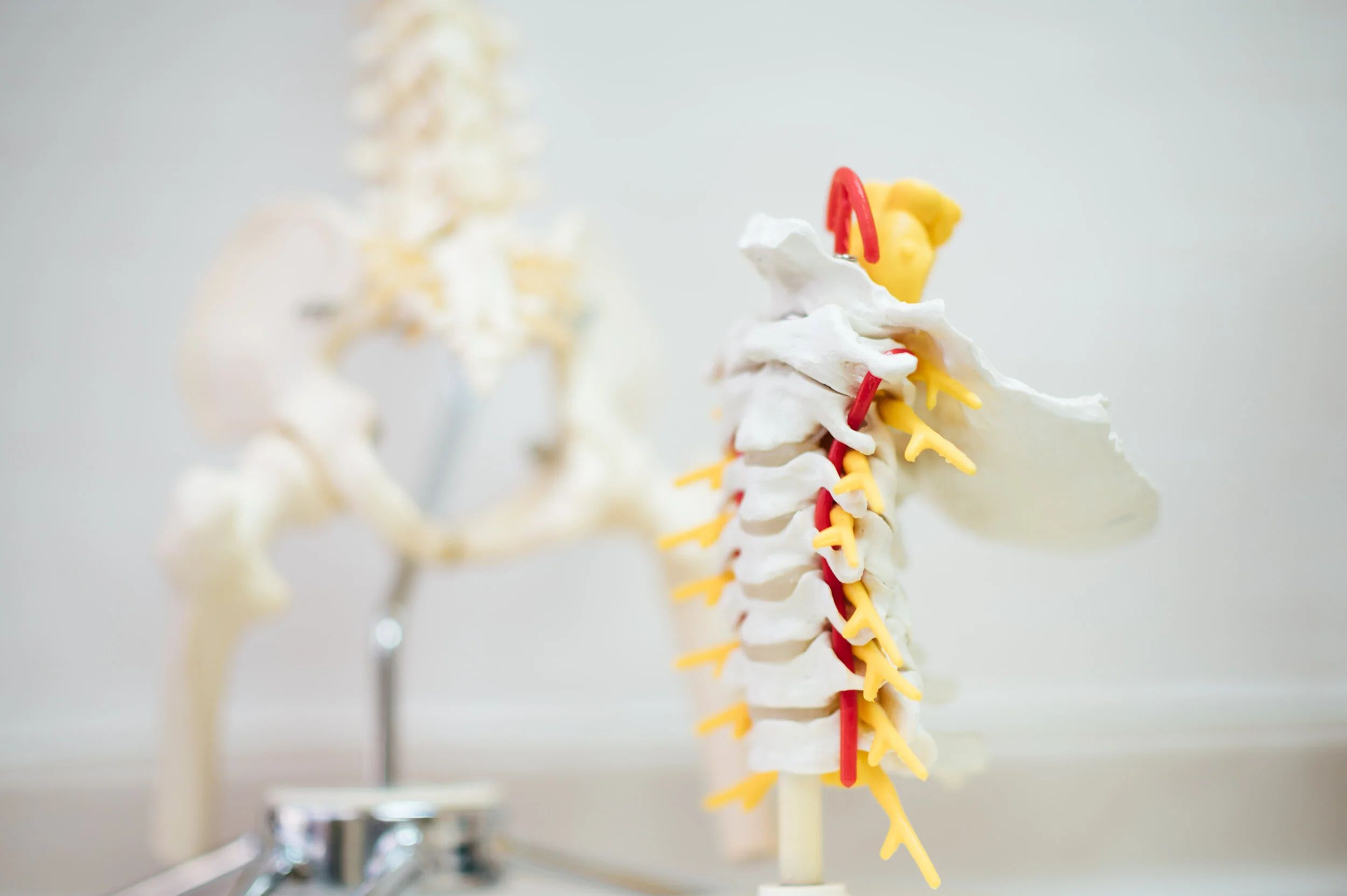 Model of the cervical (neck) spine showing the vertebrae, nerve roots and vertebral artery.